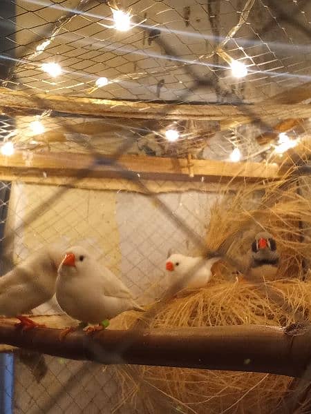 Snow White finches and zebra finches pair breeder 2