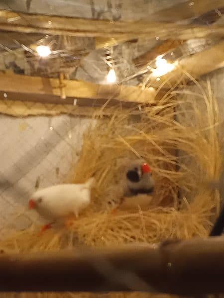 Snow White finches and zebra finches pair breeder 3