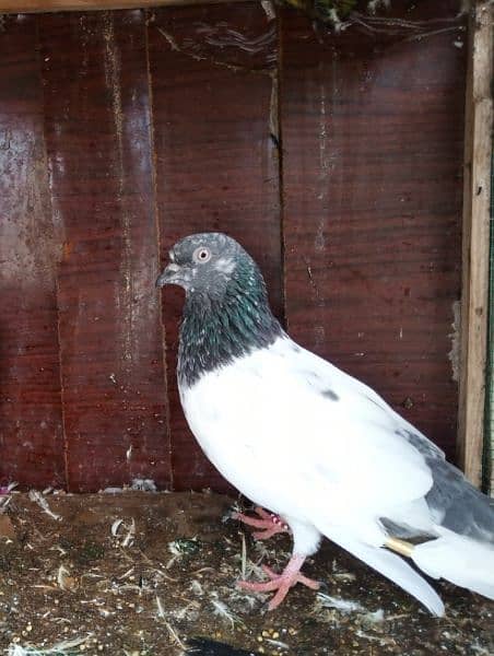 3 High flyer males pigeons for sale contact Whtsapp 03170223125 5