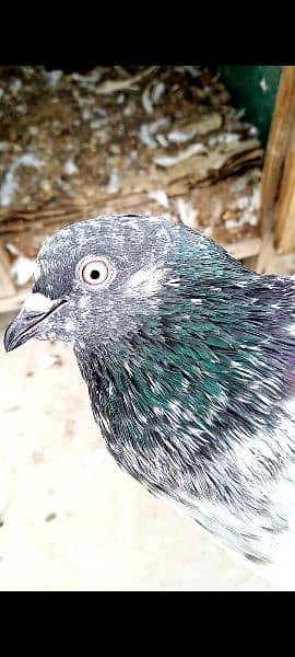 3 High flyer males pigeons for sale contact Whtsapp 03170223125 6