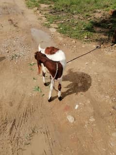 6 month healthy Bakra