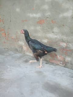 shamo aseel+white heera aseel females for sale