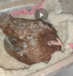 selling Heera murgha/Heera chick/kurruk murghi+eggs