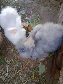 Angora rebit for sail Femail age 6 months mail age 1 year