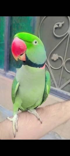 Alexander Raw parrot