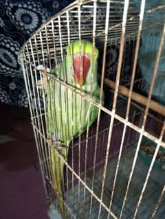 RAW parrot