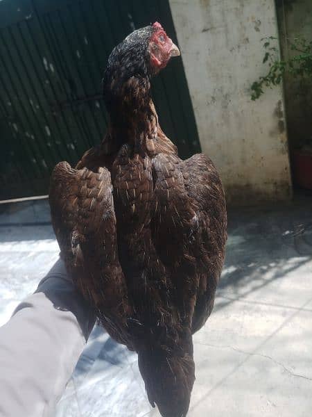 Aseel mianwali female available All type aseel female for sale 0