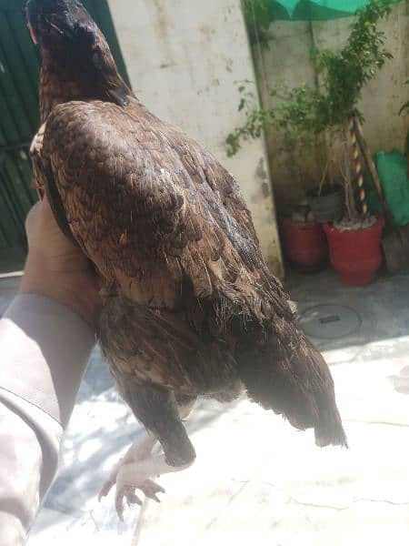 Aseel mianwali female available All type aseel female for sale 1