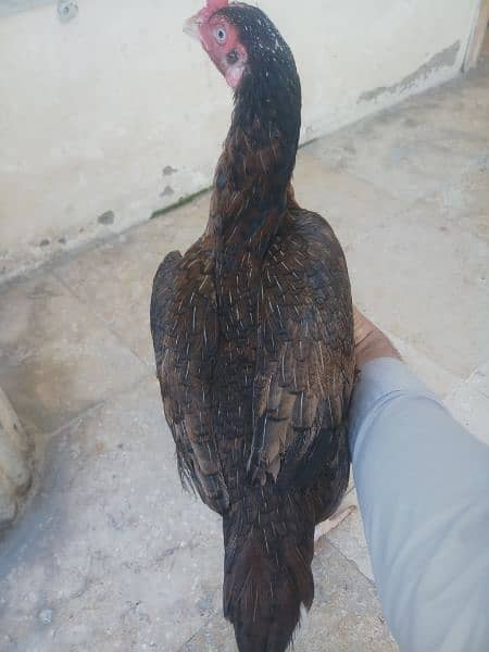 Aseel mianwali female available All type aseel female for sale 8