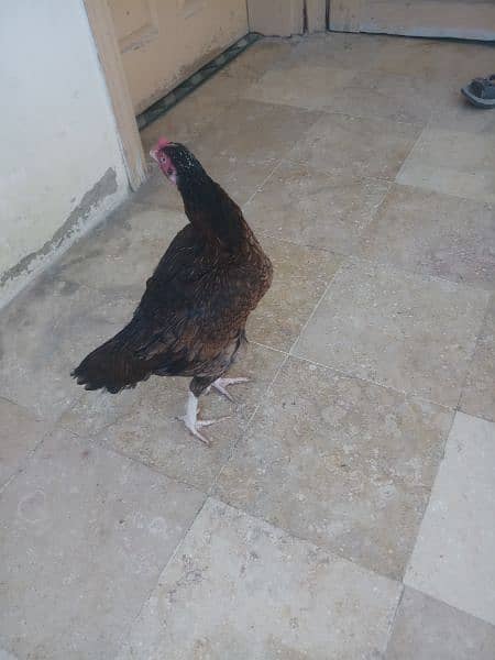 Aseel mianwali female available All type aseel female for sale 9