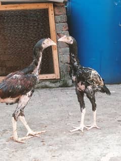 Aseel Mianwali Nawab Chicks For Sale