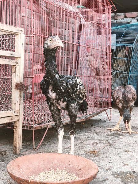 Aseel Mianwali Nawab Chicks For Sale 5