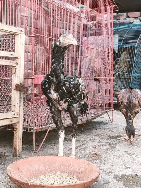 Aseel Mianwali Nawab Chicks For Sale 7