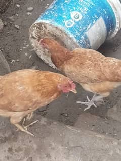 desi hens murgiya and murga for sale