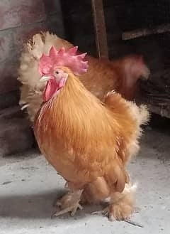 heavy buff, bantam buff white bantam available near manawa  lahore