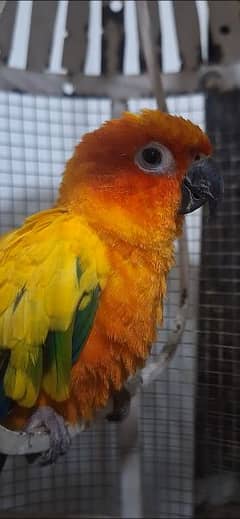 Sun Conure Tamed Preeder Male