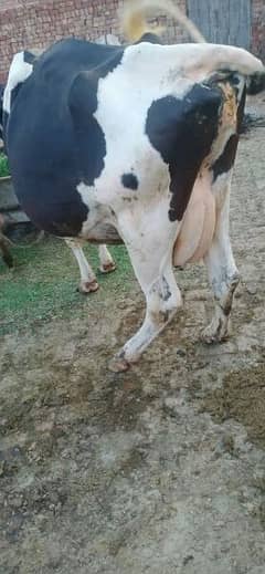 Australian valaity cow