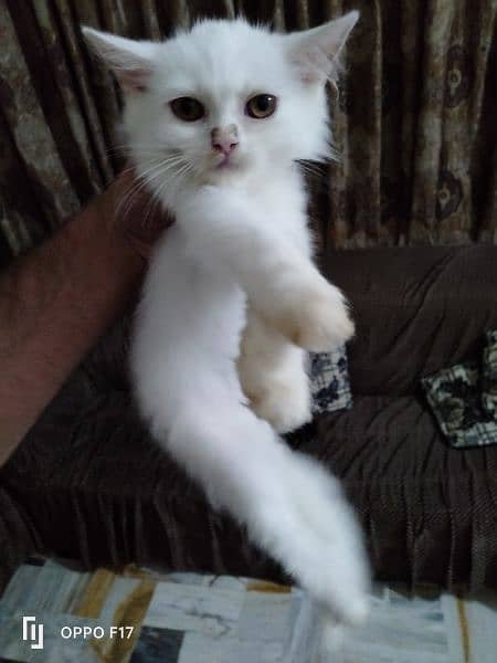 kitten for sale 2