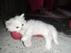 Persian cat baby