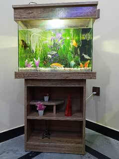 Aquarium with 6 Fishes