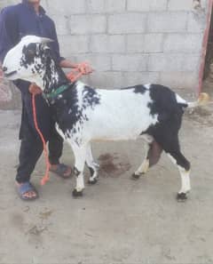 Teddi Desi Mundri, Mix Nasal Dudh (Milk) Wali Bakri , Goat for Sale