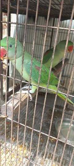 kashmiri parrot pair for sale