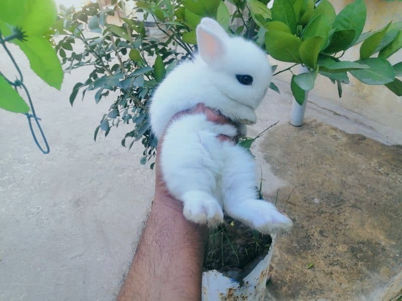 CASH ON DELIVERY Dwarf Hotot Rabbits 1