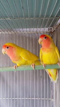 home breed bird's