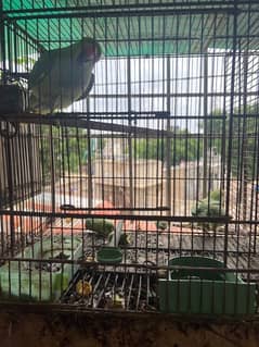 green parrot