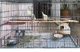 cage with Breeding cockteil pair & eggs