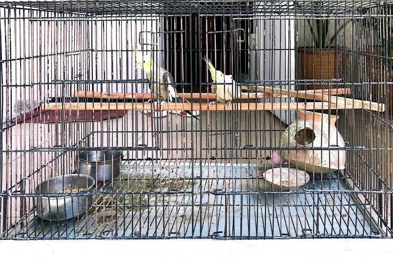 cockteil cage with pair of breeding cockteil plus eggs 8