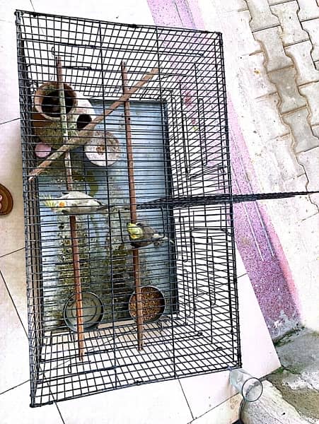 cockteil cage with pair of breeding cockteil plus eggs 13