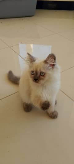 Himalayan kitten