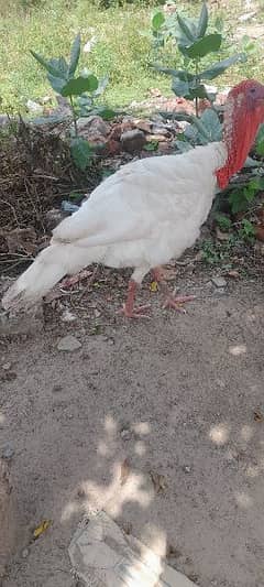 fancy hen