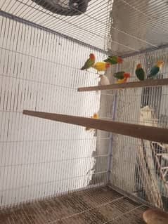 lovebirds available for sale