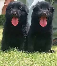 German shepherd puppy Black mask