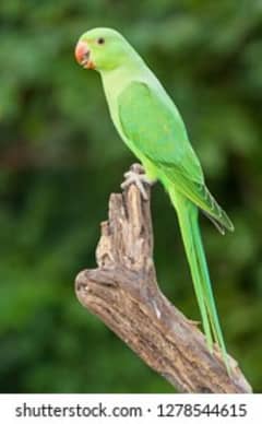 female parrot for sale