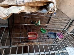 two cage for sale with two lovebirds