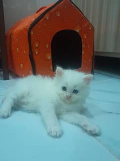 female kittens for sale