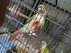 Canoure bird for sale 03217242445 call and whatsapp