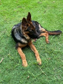 black n tan German shepherd male for sale