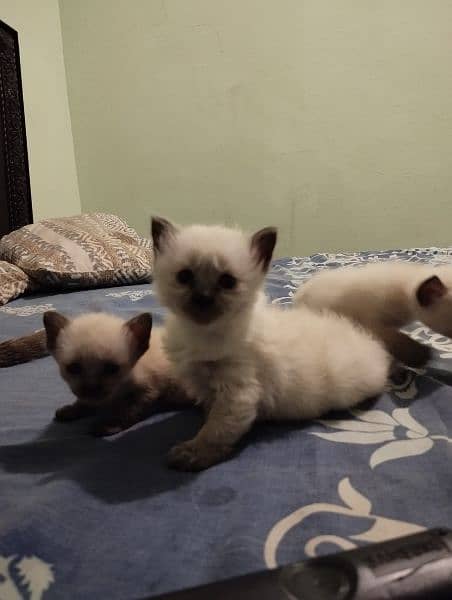 2 siamese kittens are available 2