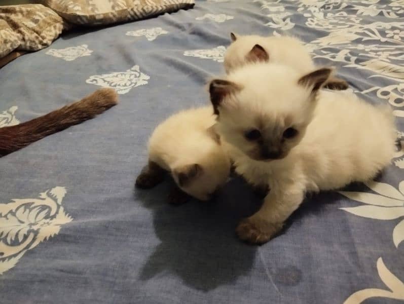 2 siamese kittens are available 3