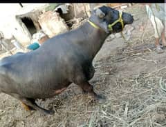 buffalo for sale 2nd wara