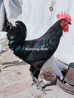 Australop