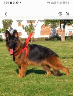 german shepherd proper long coat heavy bone structure female availbale