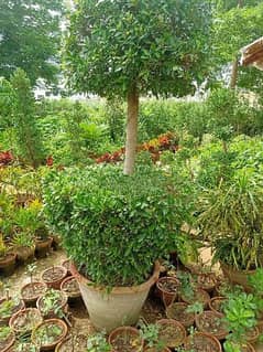 Big Fikus Plant for sale (10 ft height & 2.5 ft width).