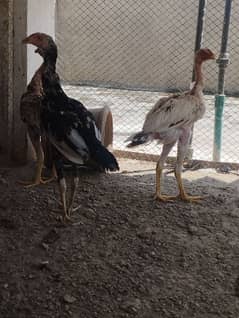 Aseel lakha 7 month age pair for sale. Pure breed