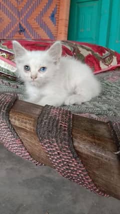 Persian cats and kittens