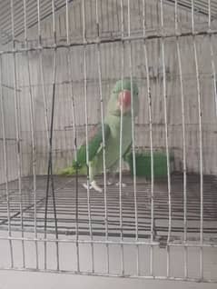 raw parrot for sale fisher pair for sale pair breeder100%